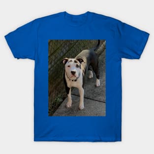 Madden (OneTake) T-Shirt